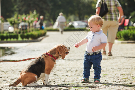 小男孩正散步时喂小猎犬男孩正喂狗背景图片