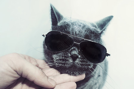 英国短毛灰色猫戴太阳镜的肖像图片