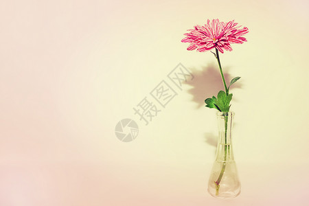 朵菊花浅粉色背景的璃花瓶里背景图片