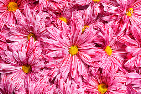 背景群粉红色的花菊花图片