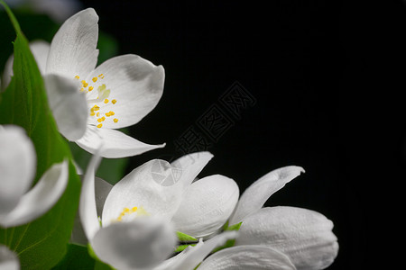 茉莉花枝背景与白色茉莉花黑色背景