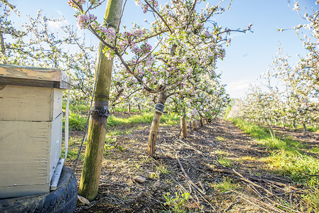 早春时,蜜蜂蜂箱被放置梨树附近开花高清图片