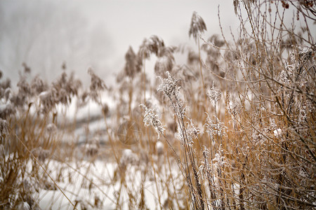 雪霜甘蔗草地上,条冻结的薄雾河流上多云的下雪天气图片