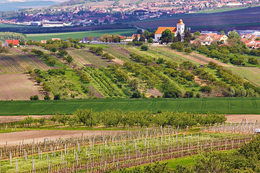 春天的景观与绿色葡萄园城镇的背景捷克共国南莫拉维亚的葡萄葡萄园图片