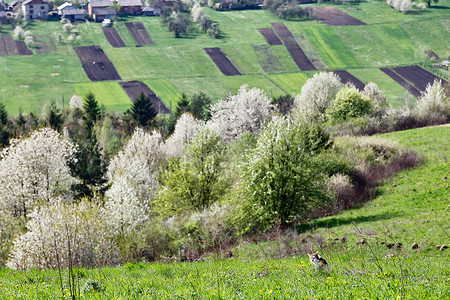 春天的樱桃园山上开花绿色的春天景观春天的田野盛开的树木草地上的猫图片