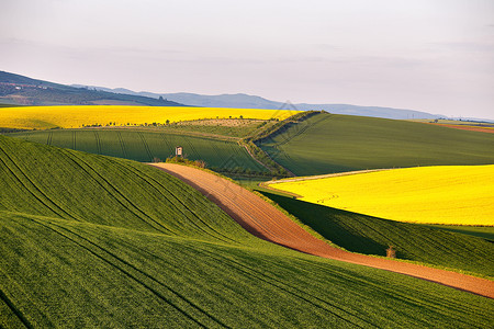 南莫拉维亚山丘上阳光明媚的春天农田捷克绿色春天田野农村农业场景图片