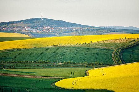 南莫拉维亚山丘上的春天农田捷克绿色春天田野农村农业场景图片