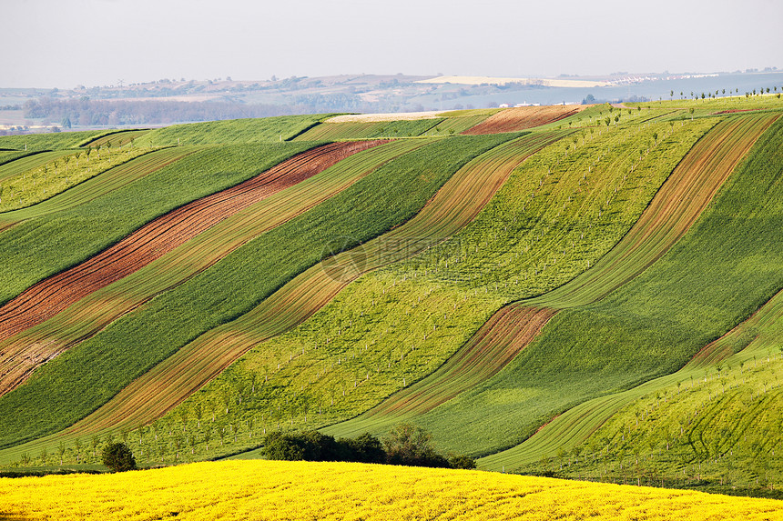 阳光明媚的早晨南莫拉维亚山丘上的春天农田捷克绿色春天波浪田农村农业场景图片