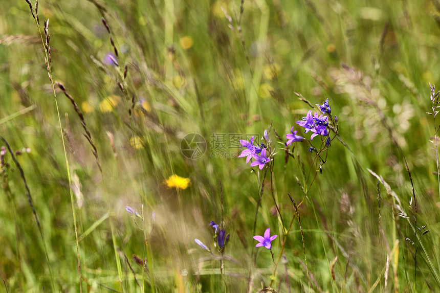 夏季草地上盛开的野花丰富春花季节自然背景图片