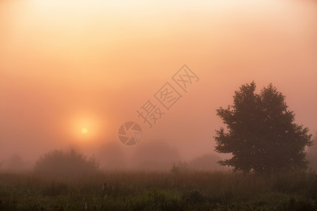 夏季薄雾草地日出早晨的风景夏天浓雾中图片