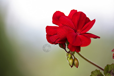 红色天竺葵花绿色背景上盛开夏天花园里的红色天竺葵图片