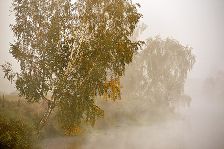 秋天雾蒙蒙的早晨河岸上的桦树美丽的秋天景色黎明薄雾平静的河流上图片