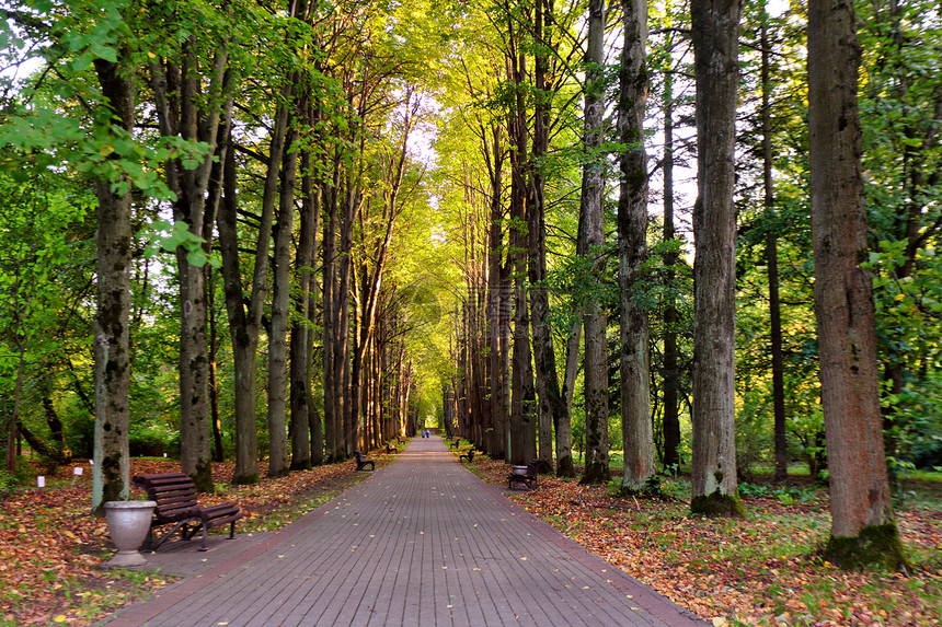 秋天的风景公园里美丽的秋天小径公园小巷里的老高林登树长凳阳光明媚的秋天花园步道与风景如画的彩色秋树图片