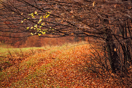森林秋树阴的橙色红色的秋天森林风景如画,描绘秋天树叶的颜色秋雨背景图片
