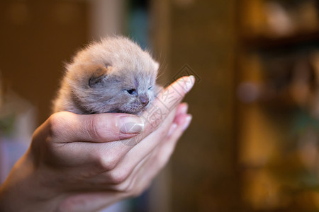 小猫男人的手中,小猫新出生的小猫女人的手掌上图片