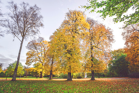 秋天的景色,秋天的公园里五颜六色的黄树,秋天的地上树叶图片