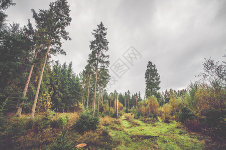 斯堪的纳维亚的森林秋天桦树松树图片
