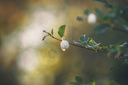 莫尔露水雪莓挂根小树枝上,秋天的朝阳下滴露珠背景