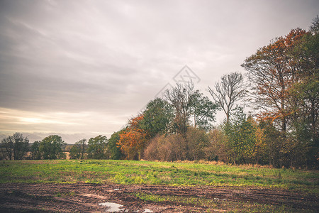 泥泞的车轮轨道秋天的田野上,周围树木多云的天气背景图片