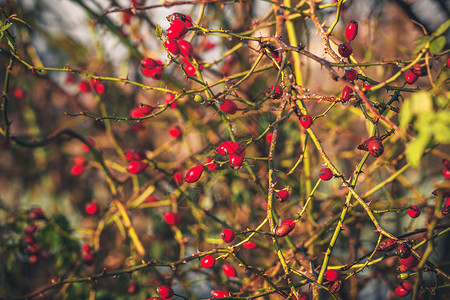 红色罗莎鲁戈萨植物,秋天的朝阳下尖峰图片