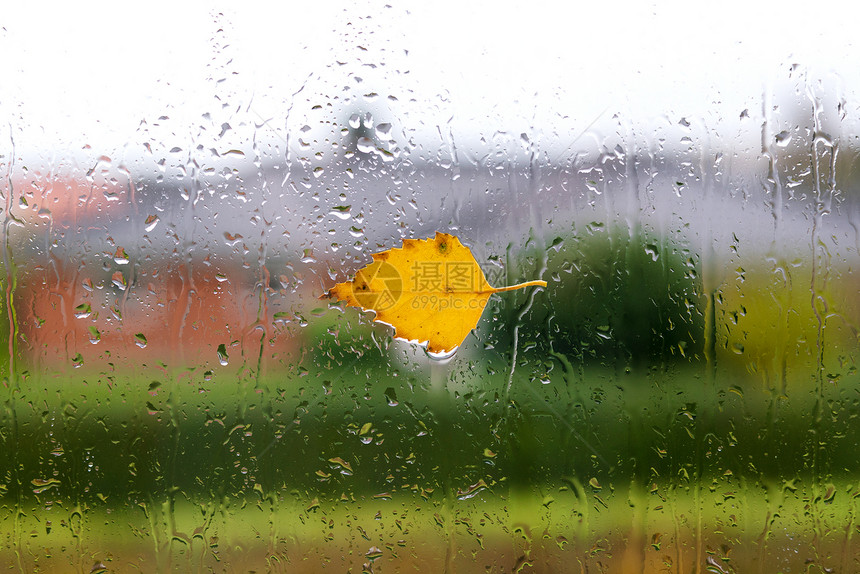 秋天的天气,十月的秋天雨后,片桦树叶潮湿的窗户上图片