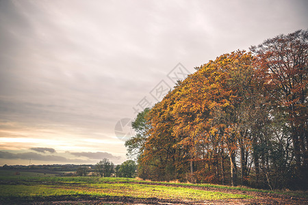 秋天的乡村景观,午后的阳光下,树上五颜六色的金色叶子图片