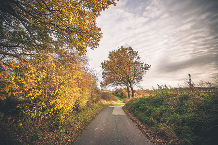 树木秋天的色彩中,由自然小径乡村风景中,秋天以美丽的秋色出现图片