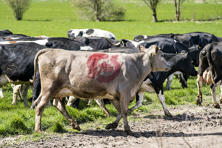 牛带着丹麦生态质量邮票春天的绿色草地上行走图片