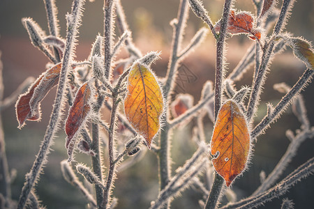 12月树叶绿色花园高清图片