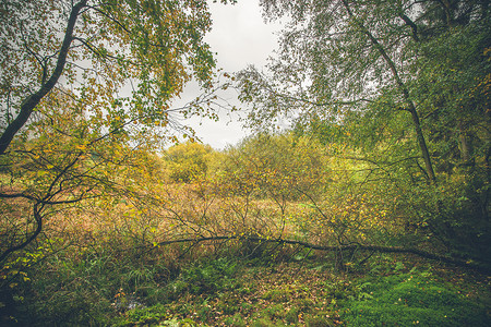 秋天五颜六色的桦树的荒野图片