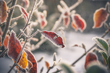 寒冷的早晨,初冬的日出中,花园里的植物上结着霜背景图片