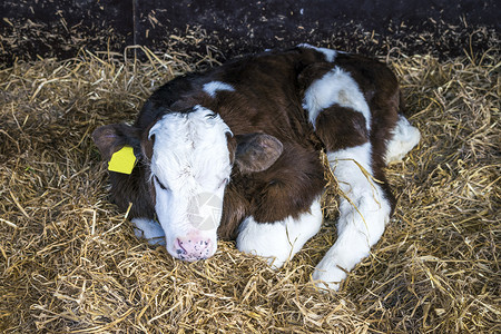 小牛眼睛赫里福德小牛个耳标,马厩里的堆干草中放松背景