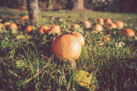 秋天的苹果秋天的花园里,秋天的苹果图片
