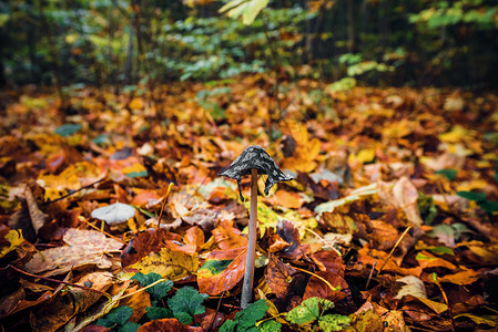 以换代修秋叶中的紫锥菊蘑菇秋天的森林中,秋叶以美丽的秋色出现背景