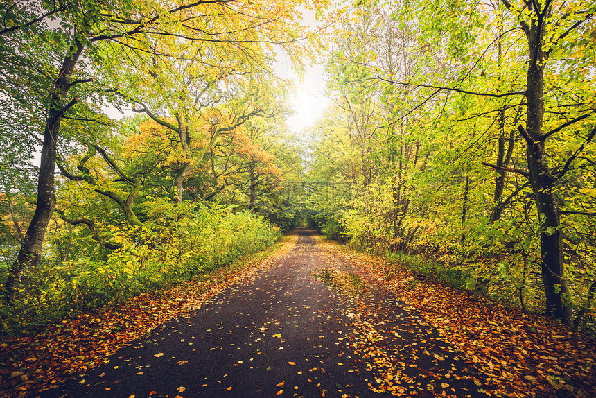 秋天的风景与森林秋天的颜色森林小径附近穿过森林美丽的秋天的颜色图片