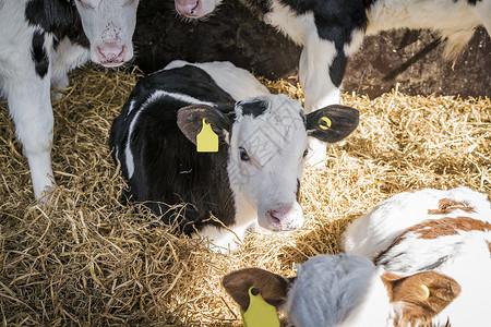 小牛干草中放松,农场的马厩里,春天群其他的奶牛图片