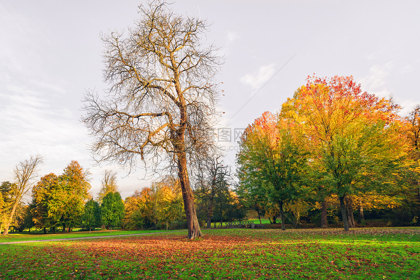秋天的风景棵大树,秋天落叶覆盖着地,背景上美丽的秋色图片