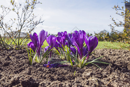 紫色番红花花园花坛里,春天新鲜的土壤背景图片