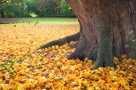 秋天的景象个公园里,秋天的棵大树下秋天枫叶,背景里鸭子走来走图片
