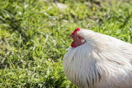 鸡的红色白色个自由的环境与绿草春天图片