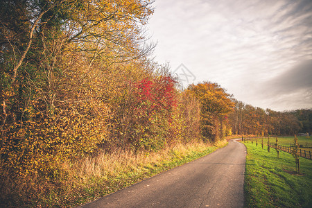 秋天的乡村景观与条小路环绕秋天的树木绿色的田野上图片