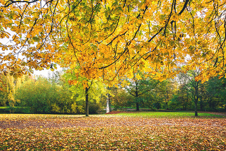 秋天的树枝上挂着叶子,秋天的颜色覆盖着枫叶图片