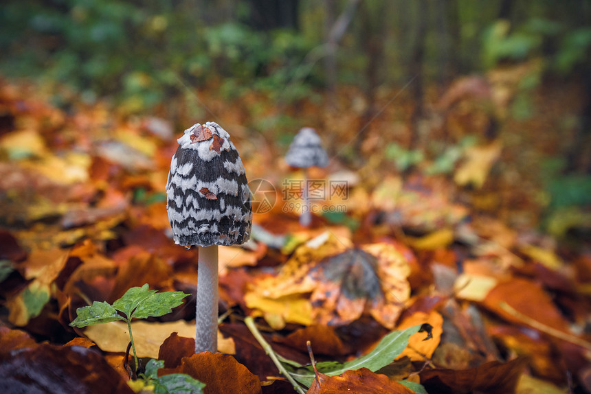 紫草蘑菇秋天的景色中,森林中,地上五颜六色的秋叶,背景上蘑菇图片