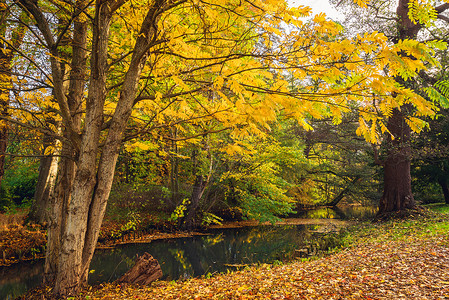 秋天的景色与叶子树上靠近条小河,秋天与美丽的秋色湖中的倒影图片