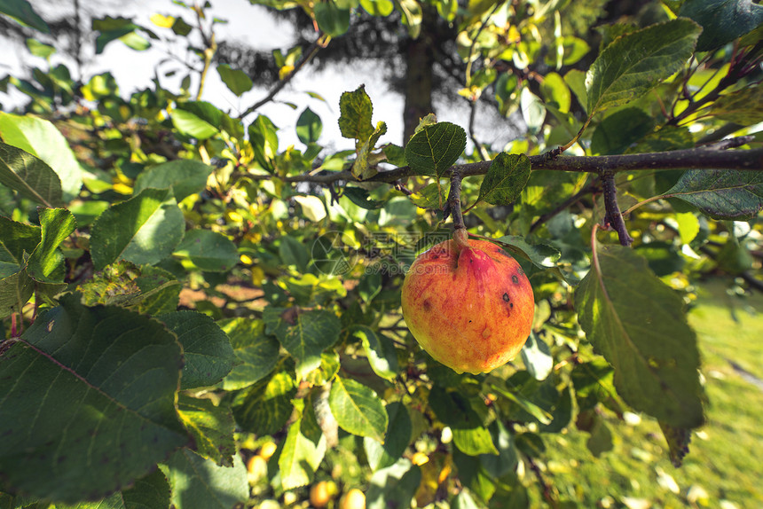 秋天,苹果倚树上,秋天的花园里露珠红色的秋色图片