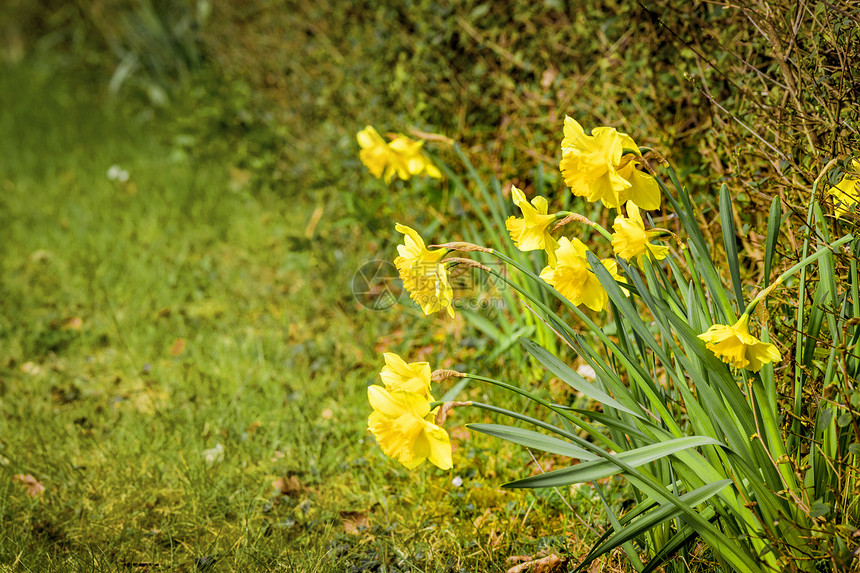 春天花园里,水仙花阳光下,春天的草坪上图片