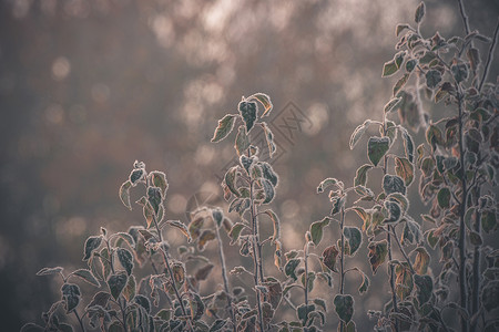 冬天的早晨日出时冷冻的植物,朝阳的叶子上结霜图片