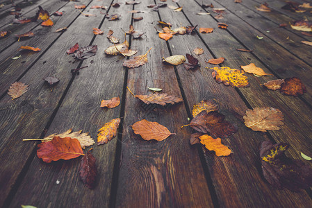 秋天的季节,秋天色彩鲜艳的秋叶,秋天的颜色潮湿的木板上,秋天的大自然中图片