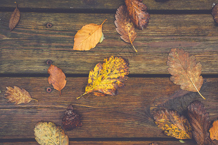 秋天的叶子木质的背景上,秋天的橡树山毛榉树的秋天颜色的叶子图片