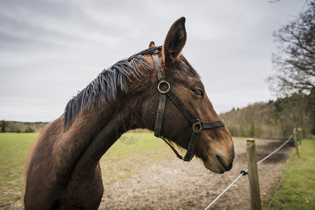 农村环境中,棕色的马闭着眼睛篱笆后图片